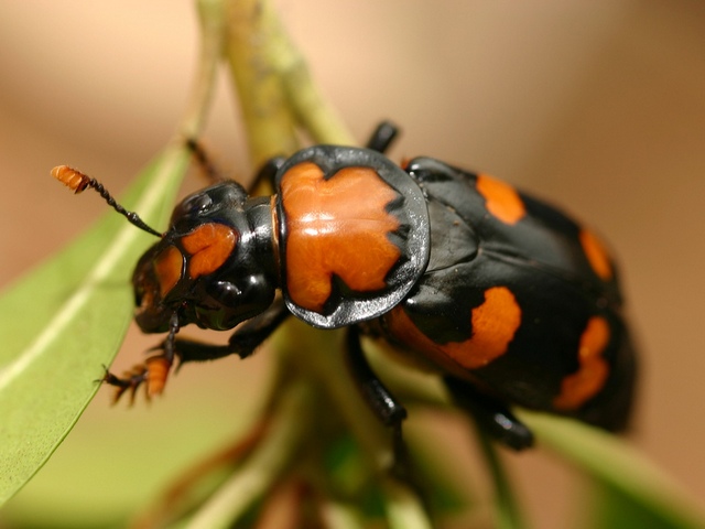 Все о жуках в Орске | ЗооТом портал о животных