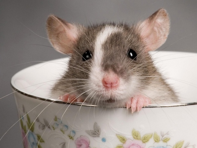 Породы крыс | ЗооТом - продажа, вязка и услуги для животных в Орске