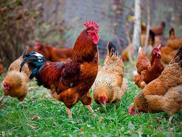 Породы куриц | ЗооТом - продажа, вязка и услуги для животных в Орске
