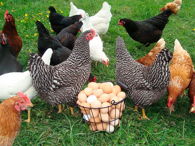 Содержание кур и уход за ними | ЗооТом - продажа, вязка и услуги для животных в Орске