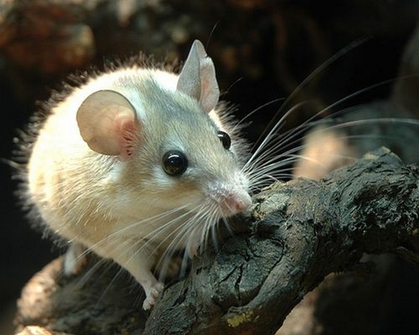 Все о мышах в Орске | ЗооТом - продажа, вязка и услуги для животных в Орске