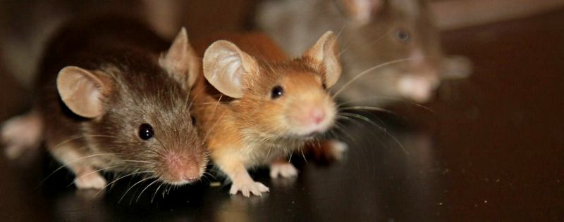Все о мышах в Орске | ЗооТом - продажа, вязка и услуги для животных в Орске