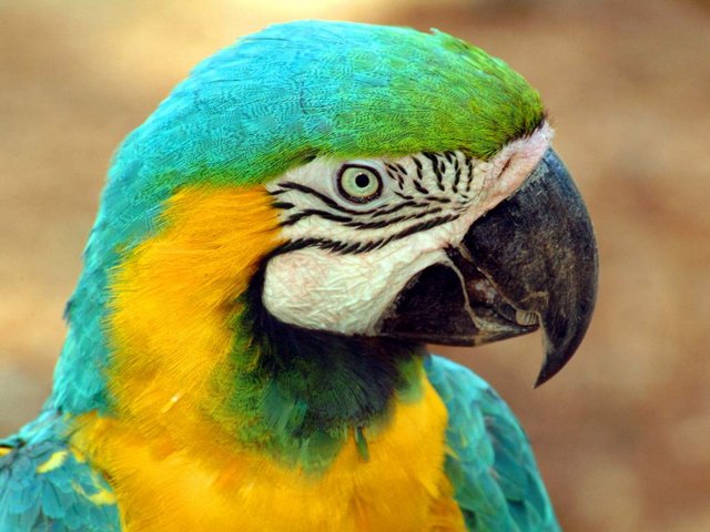 Все о попугаях в Орске | ЗооТом портал о животных