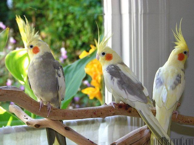 Содержание попугаев и уход за ними | ЗооТом - продажа, вязка и услуги для животных в Орске