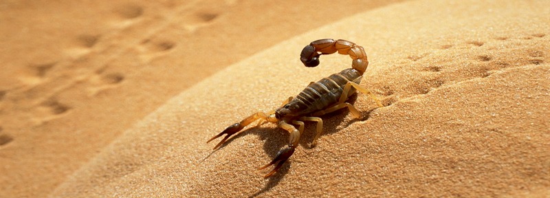 Все о скорпионах в Орске | ЗооТом портал о животных