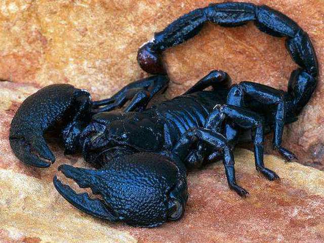 Все о скорпионах в Орске | ЗооТом портал о животных