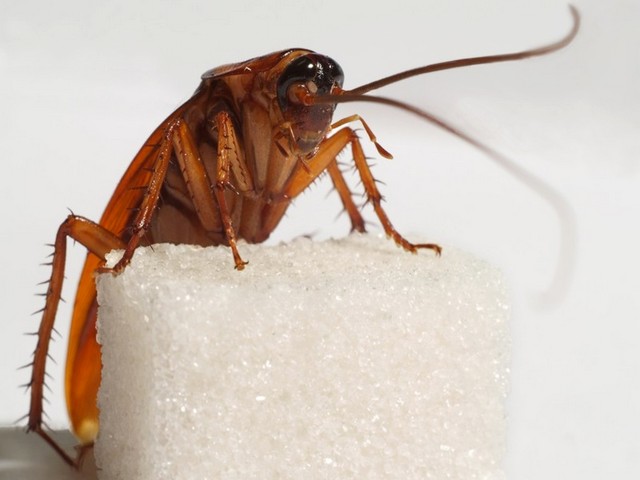 Все о тараканах в Орске | ЗооТом портал о животных