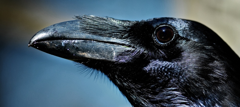 Все о воронах в Орске | ЗооТом портал о животных