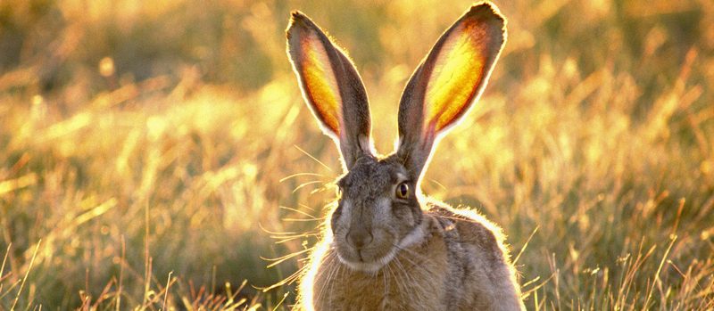 Все о зайцах | ЗооТом - продажа, вязка и услуги для животных в Орске