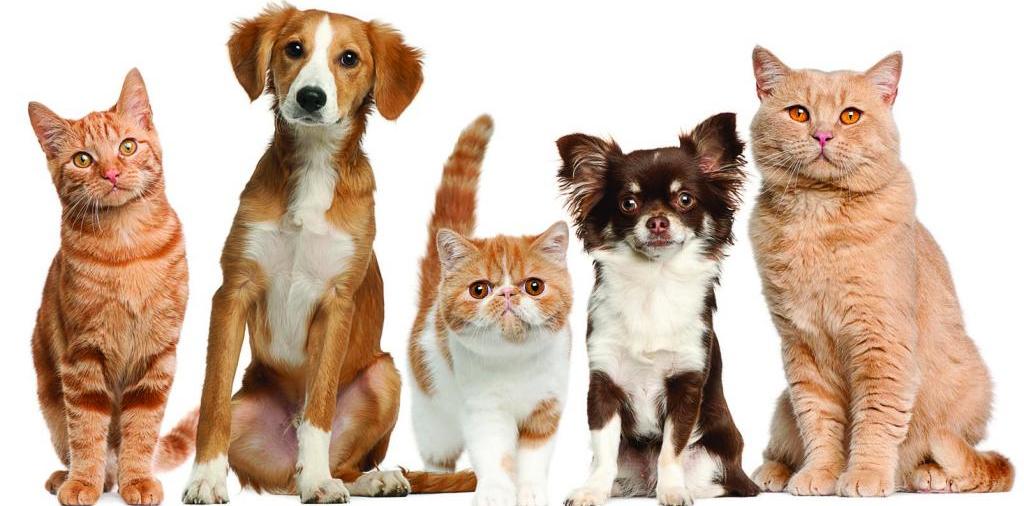 Доска объявлений о животных | ЗооТом - продажа, вязка и услуги для животных в Орске