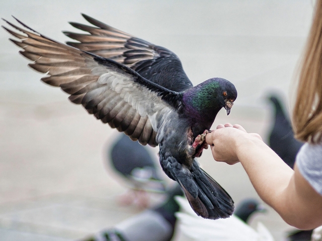 Все о голубях | ЗооТом - продажа, вязка и услуги для животных в Орске