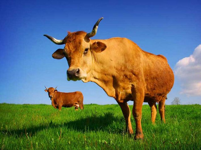 Все о коровах в Орске | ЗооТом портал о животных