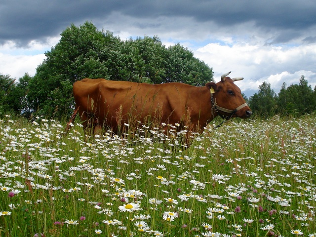 Все о коровах в Орске | ЗооТом портал о животных