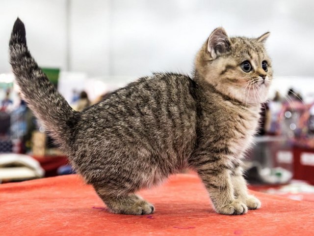 Породы кошек в Орске | ЗооТом портал о животных