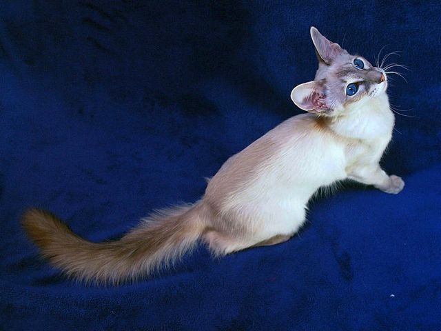 Выведенные породы кошек в Орске | ЗооТом портал о животных