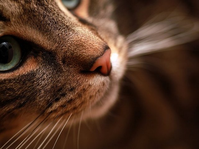 Статьи о кошках в Орске | ЗооТом портал о животных