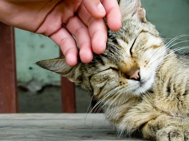 Интересные статьи о кошках в Орске | ЗооТом портал о животных
