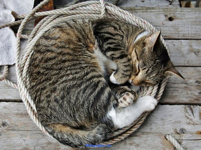 Все о кошках в Орске | ЗооТом портал о животных
