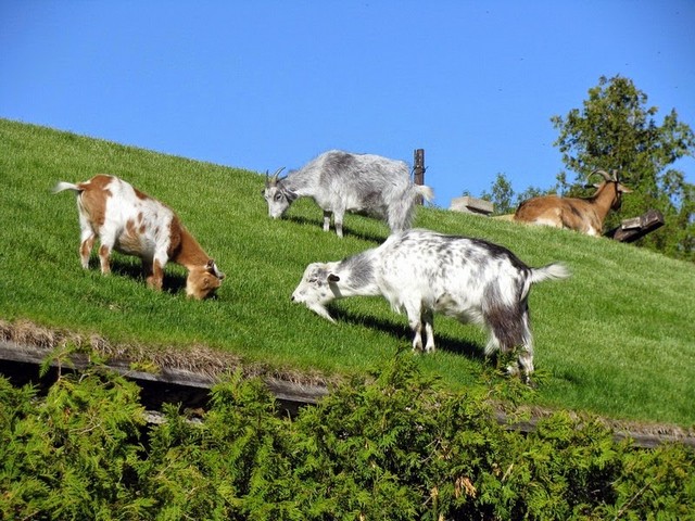 Все о козах в Орске | ЗооТом портал о животных