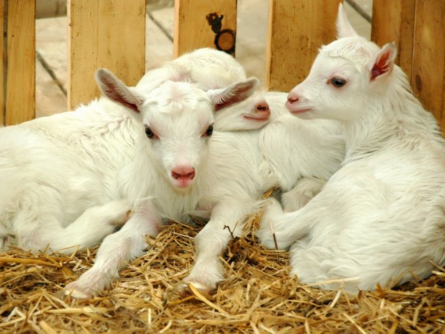 Содержание коз и уход за ними в Орске | ЗооТом портал о животных