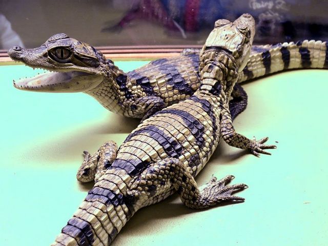 Все о крокодилах в Орске | ЗооТом портал о животных