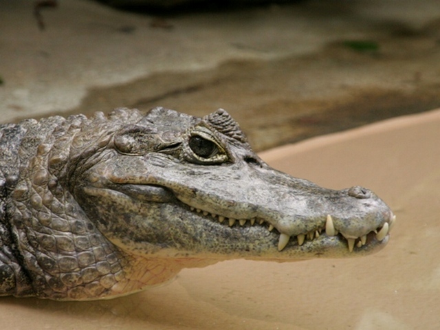 Все о крокодилах в Орске | ЗооТом портал о животных