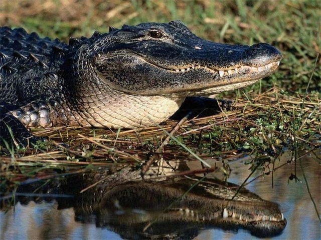Породы крокодилов в Орске | ЗооТом портал о животных