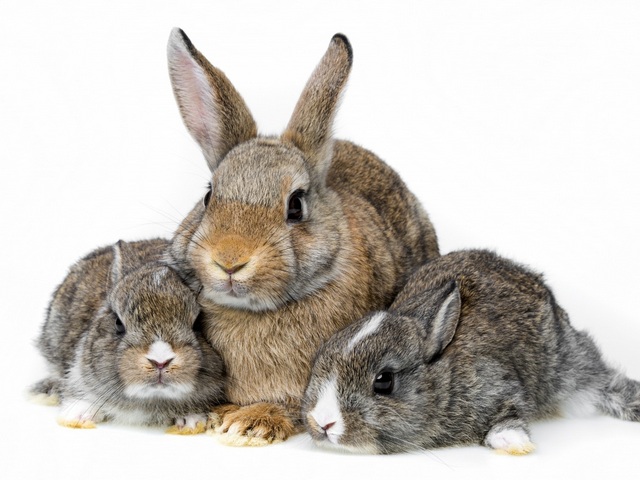 Все о кроликах в Орске | ЗооТом портал о животных