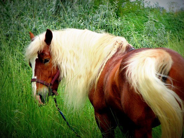 Породы лошадей в Орске | ЗооТом портал о животных