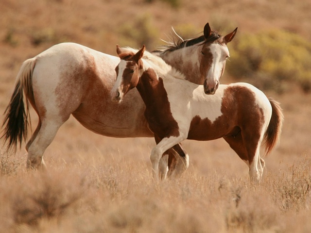 Интересные факты лошадях в Орске | ЗооТом портал о животных