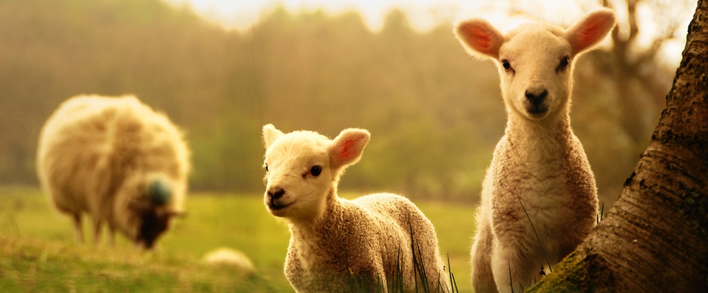 Объявления о сельскохозяйственных животных | ЗооТом - продажа, вязка и услуги для животных в Орске