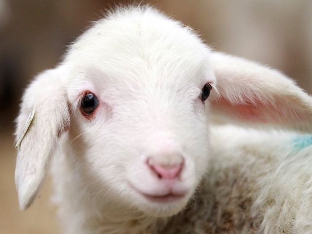 Овцы и бараны в Орске | ЗооТом портал о животных
