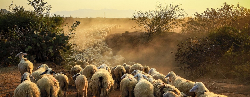 Все об овцах в Орске | ЗооТом портал о животных