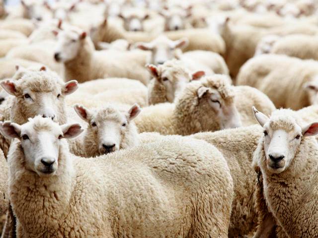 Породы овец в Орске | ЗооТом портал о животных