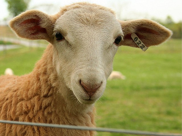 Статьи об овцах в Орске | ЗооТом портал о животных