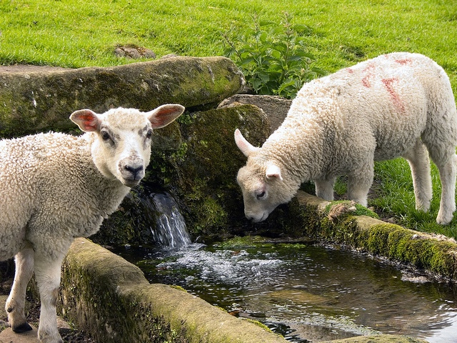 Статьи об овцах в Орске | ЗооТом портал о животных