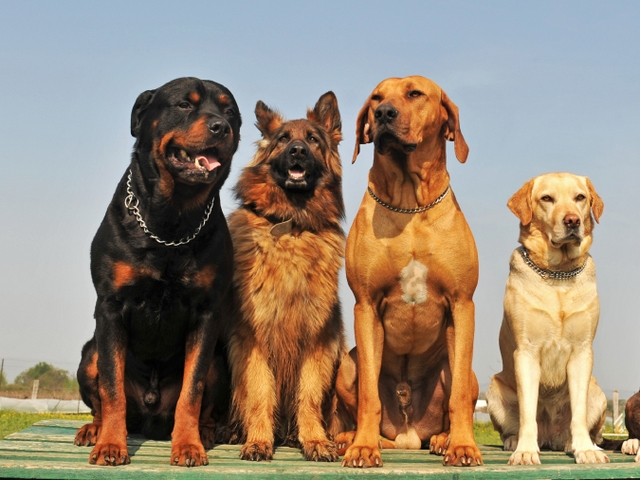 Крупные породы собак в Орске | ЗооТом портал о животных