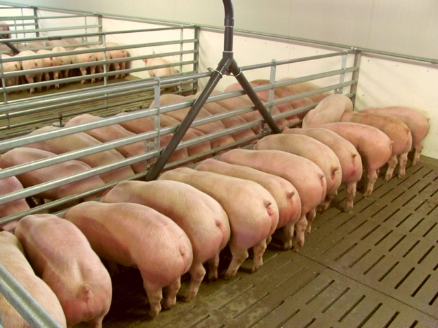 Содержание свиней и уход за ними в Орске | ЗооТом портал о животных