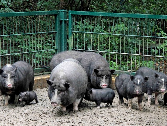 Содержание свиней и уход за ними в Орске | ЗооТом портал о животных