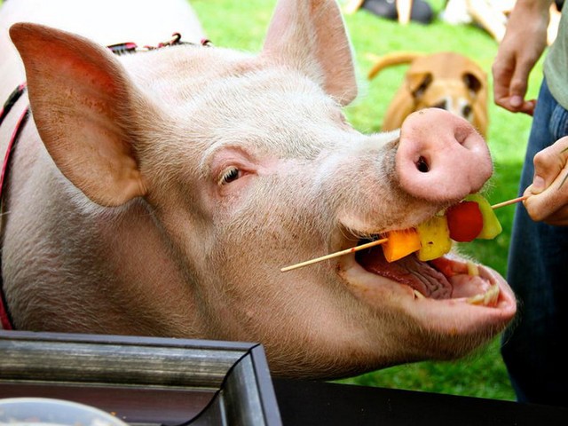 Статьи о свиньях в Орске | ЗооТом портал о животных