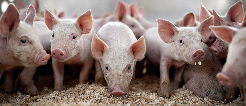 Все о свиньях в Орске | ЗооТом портал о животных