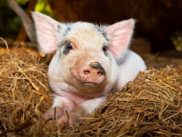Все о свиньях в Орске | ЗооТом портал о животных