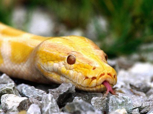 Породы змей в Орске | ЗооТом портал о животных