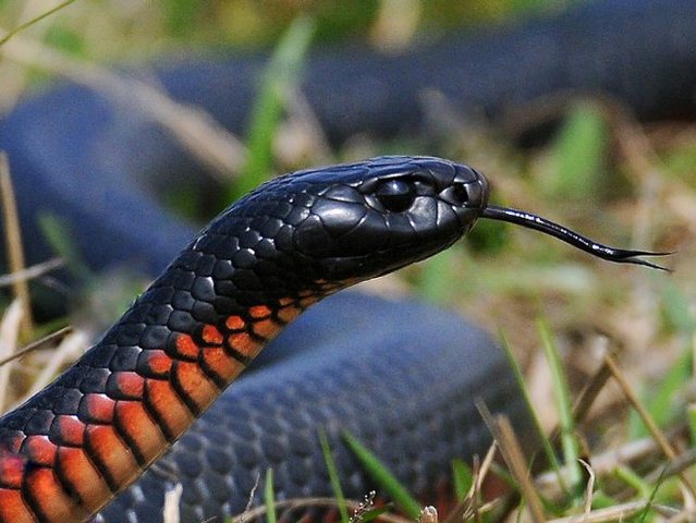 Все о змеях в Орске | ЗооТом портал о животных